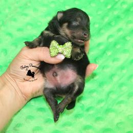 Lynx - Black and tan male Pomeranian puppy in Anna, Texas from Fantasy Pomeranians & Fantasy Aussies