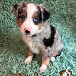 Winton - Blue merle male Miniature American Shepherd puppy in Millington, Tennessee from Goading Glee Glade