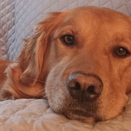 Golden Retrievers from Rhode Island Goldens