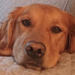 Golden Retrievers from Rhode Island Goldens