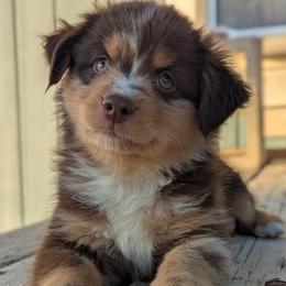 Haggis - Red merle male Toy Australian Shepherd puppy in Mountain Home, Idaho from LJK Boxers & Toy Aussies