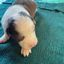 Ranger - Black & white male Australian Shepherd puppy in Baker, Florida from Dubose Kennels