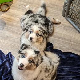Australian Shepherd Puppies from MilkyWay Aussies with Tails