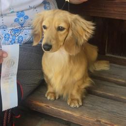 Merlin - Dachshund