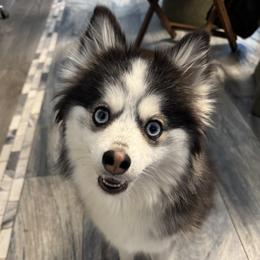 Amora - Pomsky
