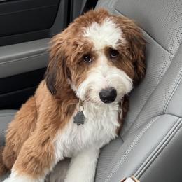 Bernedoodle and Goldendoodle All Grown Up from Elite Goldendoodles and Bernedoodles