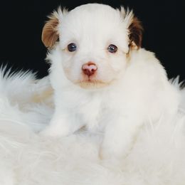 Lottie - Red merle female Toy Australian Shepherd puppy in Louisville, Mississippi from Kristy’s Kennels