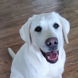 Labrador Retrievers from Leacock White-Yellow Labradors