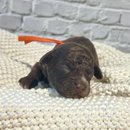 Dani - Brown and white female Cockapoo puppy in Lancaster, Missouri from Cavapoo Acres
