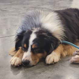 Australian Shepherds, Miniature Australian Shepherds, Pembroke Welsh Corgis, and Toy Australian Shepherds from Tin Roof Aussies