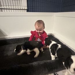 English Springer Spaniel Puppies from Chivalry English Springer Spaniels