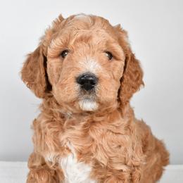 Tucker - Red  male Goldendoodle puppy in Millersburg, Ohio from Ohio Puppy Paws