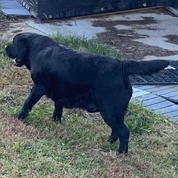 Simba - Black male Labrador Retriever puppy in Maynardville, Tennessee from Three Bears Labradors