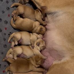 Pick two - Yellow male Labrador Retriever puppy in Williston, Florida from Royal K Labradors