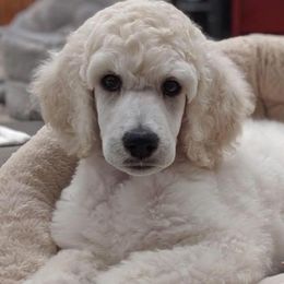 Poodles from Graybark Standard Poodles
