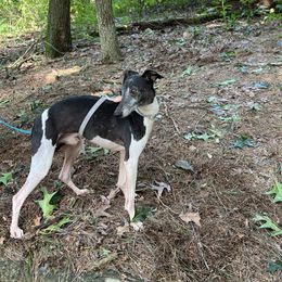 Jack - Italian Greyhound