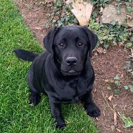 Labrador Retriever All Grown Up from Judy Lesch's Labrador Retrievers