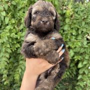 Karev - Wheaten male Whoodle puppy in Gilbert, Arizona from Gilbert Bernedoodles & Whoodles
