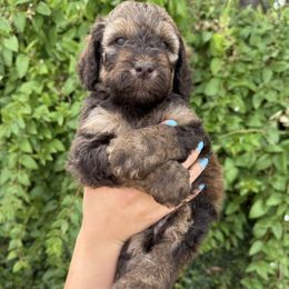 Karev - Wheaten male Whoodle puppy in Gilbert, Arizona from Gilbert Bernedoodles & Whoodles