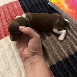 Chip - Piebald male Dachshund puppy in Erie, Michigan from Champagne’s Grinch Toe’d Dachshunds