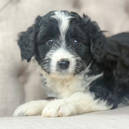 Snoopy❤️ - Black tri-color male Aussiedoodle puppy in Granbury, Texas from Triple Cross Doodles