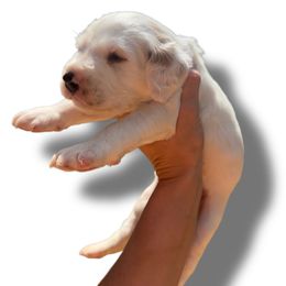 Casper - White and lemon male Dalmatian puppy in Bremen, Georgia from Clark’s Dalmatians