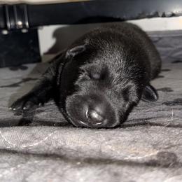 Pike Red Male - Black male German Shepherd puppy in Buffalo, West Virginia from Z Tykev Vino LLC