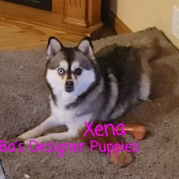 Xena - Pomsky