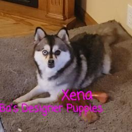 Xena - Pomsky