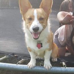 American Corgis and Pembroke Welsh Corgis from 101 Corgis