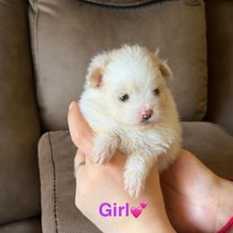 Jude - Cream parti female Pomeranian puppy in Los Angeles, Santa Clarita, California from LT_Poms