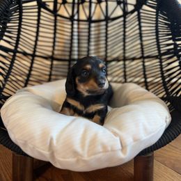 Dachshund Puppies from Scenic City Dachshunds