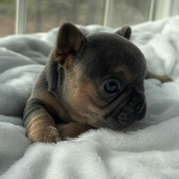 Blue collar - Tricolors female French Bulldog puppy in Salisbury, Maryland from 77 Frenchies Maryland