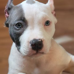 ODB's Spirtual Revival - Blue American Bully puppy in Saratoga Springs, New York from Oily Drop Bullies
