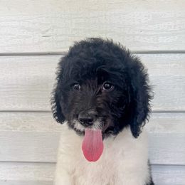 Brie - Parti female Goldendoodle puppy in Rose Hill, North Carolina from Red Door Canines