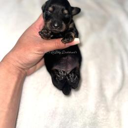 Nova - Black and cream female Dachshund puppy in Ceres, California from Rockin' M’s LilBitty Dachshunds (LBD)
