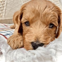Bernedoodle, Goldendoodle, and Sheepadoodle Puppies from Maplesierradoodles