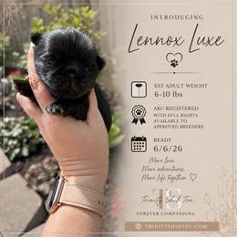 Lennox - Black male Shih Tzu puppy in Trinity, North Carolina from Trinity Shih Tzu