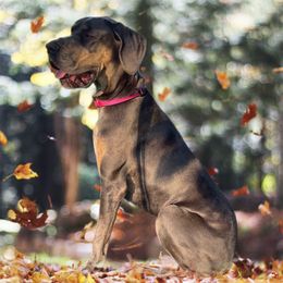 PareBear - Great Dane