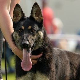 German Shepherds from Nordenhaus German Shepherds