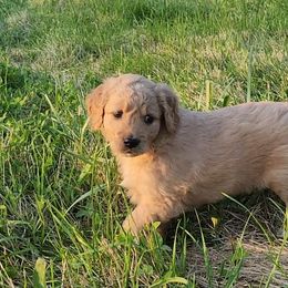 Girl 5 - Cream Goldendoodle puppy in Kenosha, Wisconsin from Madden Golden Doodles