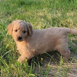 Girl 5 - Cream Goldendoodle puppy in Kenosha, Wisconsin from Madden Golden Doodles