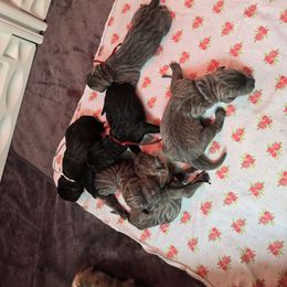 Red Collar: Male - Gray and fawn male Cane Corso puppy in St. Cloud, Florida from Magical Creature Cane Corso