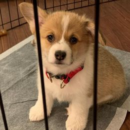 Pembroke Welsh Corgi Puppies from Potter Farm Corgis