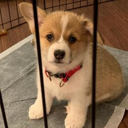 Pembroke Welsh Corgi Puppies from Potter Farm Corgis