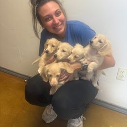 Dachshund Puppies from Chilidog Dachshunds