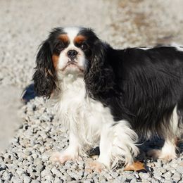 Tilly - Cavalier King Charles Spaniel