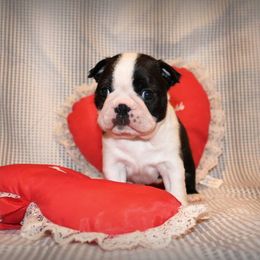 Boston Terrier and Italian Greyhound Puppies from 4Ever Boston Terriers & Italian Greyhounds