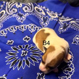 Bree’s Boy 4 - Brown and white male Jack Russell Terrier puppy in Greeneville, Tennessee from Wampler Jacks