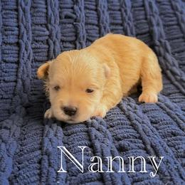 Nanny - Apricot female Maltipoo puppy in Wendell, North Carolina from Teddys Teddy Bears